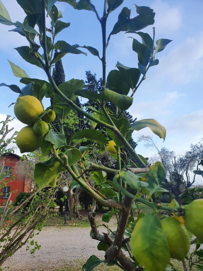 Villa Casale Degli Ulivi Maccarese Le Cerquete Exterior foto